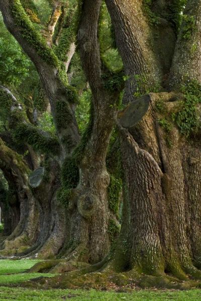 Louisiana, Vacherie A line of old oak trees
